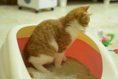 小猫什么时候会自己排便