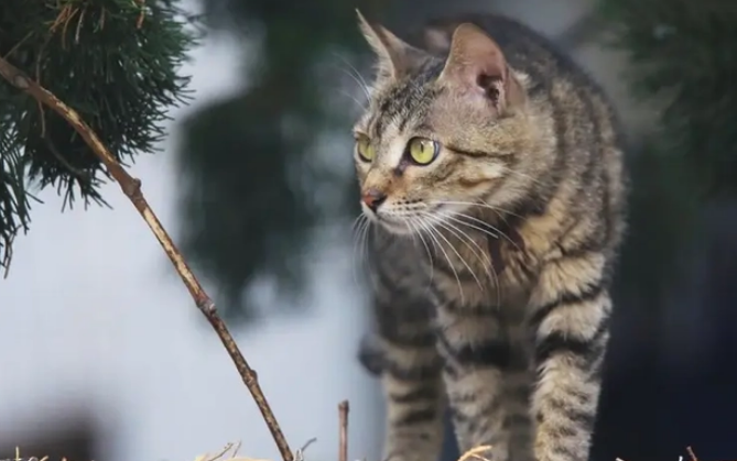 性价比最高的猫 性价比最高的猫