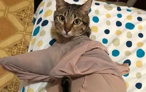 都说“男不养猫，女不养狗”，女友养猫后发生了这一幕，笑死我了 