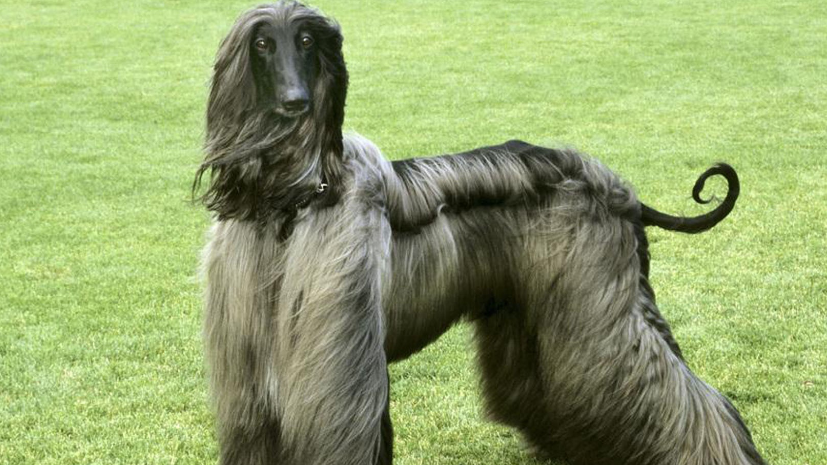 阿富汗猎犬的狗粮 正确选择狗粮