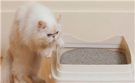 怎么让猫在猫砂里拉屎