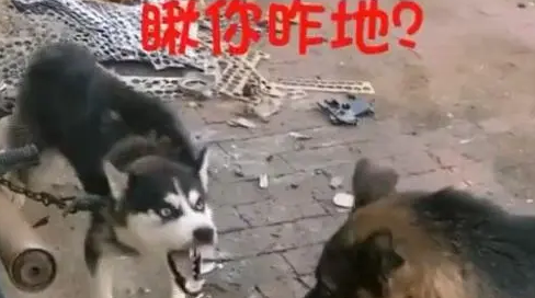 这条看门的哈士奇脾气还挺大,德牧表示不想和傻子说话 这条看门的哈士奇脾气还挺大,德牧表示不想和傻子说话