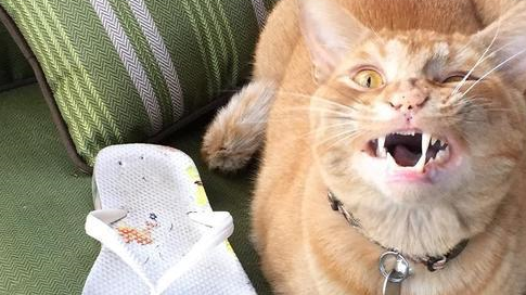 橘猫为了报答收养之恩,每日偷东西回家,主人被迫做失物招领 橘猫为了报答收养之恩,每日偷东西回家,主人被迫做失物招领