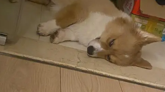 小狗睡觉翻白眼