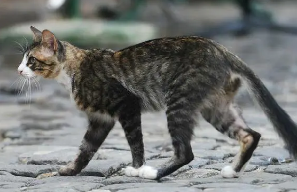 长尾猫好不好 长尾猫好不好