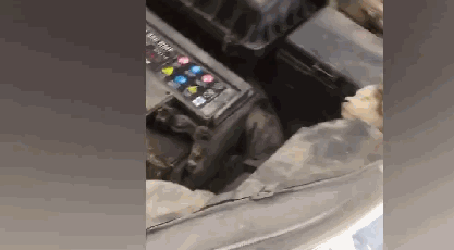 流浪猫钻进引擎盖，被救出后一脸不乐意：外面这么冷，为啥要救我
