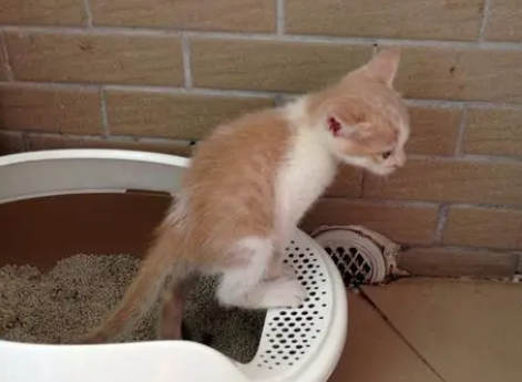小猫多久可以自主排泄