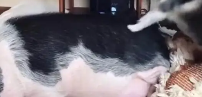 二哈想叫醒睡懒觉的宠物猪,看到它的叫醒方式,让网友都笑喷 二哈想叫醒睡懒觉的宠物猪,看到它的叫醒方式,让网友都笑喷