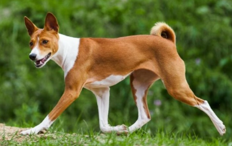 巴仙吉犬好养吗 只要家长们细心呵护就好养