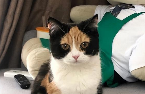 田园三花猫,果真是“宝藏猫咪”,养过的人都说好! 田园三花猫,果真是“宝藏猫咪”,养过的人都说好!