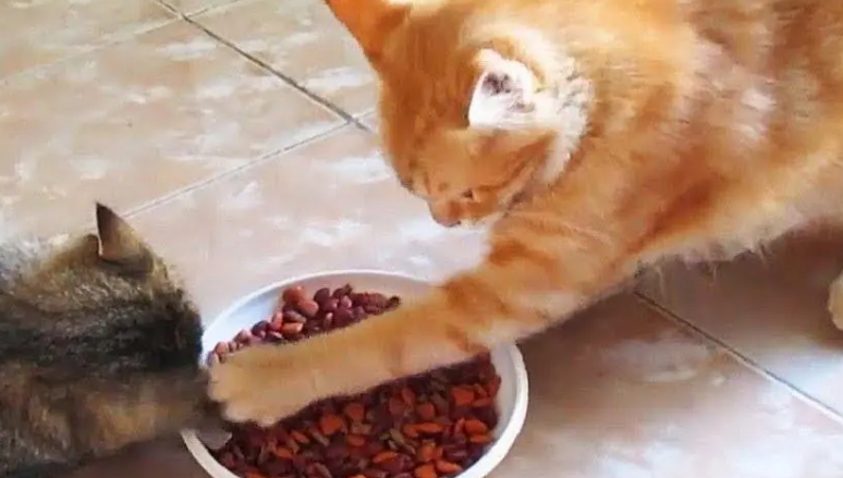这猫咪是懂护食的