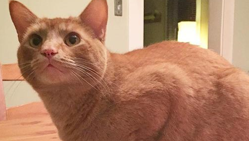 橘猫为了报答收养之恩,每日偷东西回家,主人被迫做失物招领 橘猫为了报答收养之恩,每日偷东西回家,主人被迫做失物招领