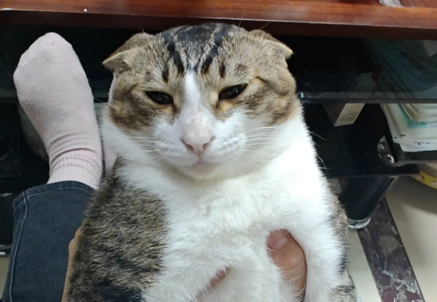 网友说她家猫一抱起来就变丑，本来不信，结果进去一看......
