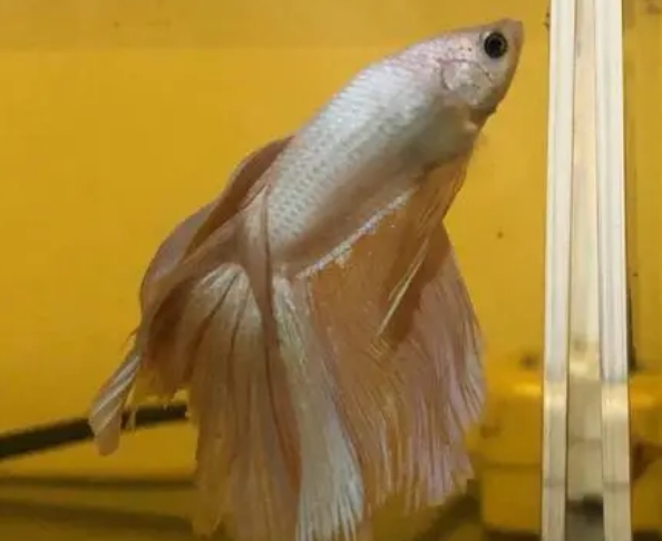 斗鱼烂尾如何治疗