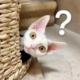 想养小猫咪还得先交“排队金”? 想养小猫咪还得先交“排队金”?