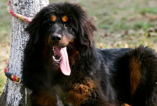 鬼獒与藏獒究竟哪个厉害? 鬼獒与藏獒究竟哪个厉害?