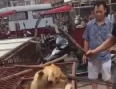 狗贩棒打狗狗头部，狗狗不停呜咽挣扎，引发路人气愤报警！