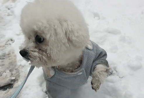 狗狗在雪地里走路鞋丢了，一只脚翘起来不愿着地，好气又好笑啊！ 