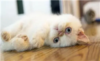 小猫多久不喝奶会饿死