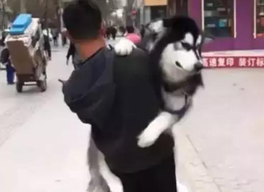阿拉斯加“耍赖”不好好走路,主人一抱起它之后,露出这样的表情 阿拉斯加“耍赖”不好好走路,主人一抱起它之后,露出这样的表情
