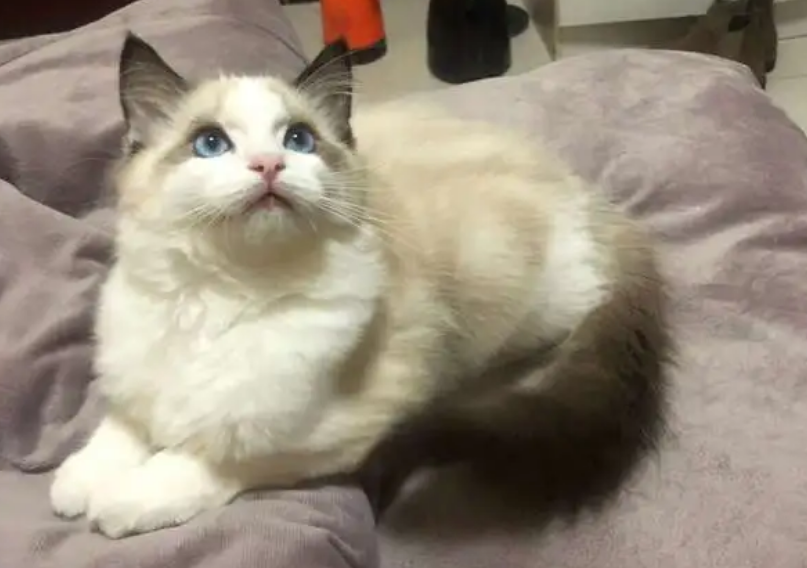 布偶猫一到12个月成长图 布偶猫一到12个月成长图