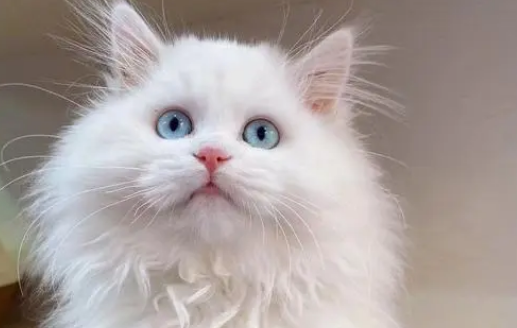清远猫狮领狮人手里拿的木盒 清远猫狮领狮人手里拿的木盒