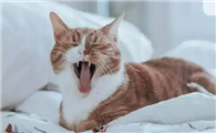 小猫用嘴呼吸是不是活不成了