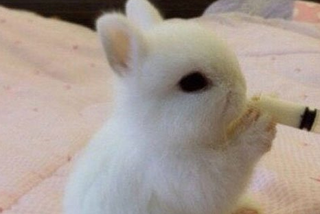 波兰兔好养吗 波兰兔食物以素食为主 波兰兔好养吗 波兰兔食物以素食为主