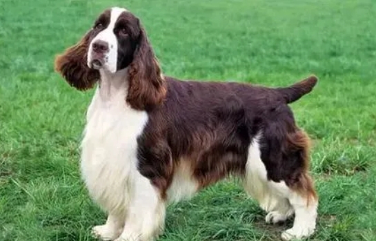运动犬的饲养和训练:如何满足它们的运动需求和智力刺激? 运动犬的饲养和训练:如何满足它们的运动需求和智力刺激?
