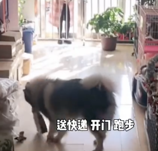 顾客来店里老板不在家,狗狗竟帮忙送狗粮,一个敢取,一个敢送 顾客来店里老板不在家,狗狗竟帮忙送狗粮,一个敢取,一个敢送