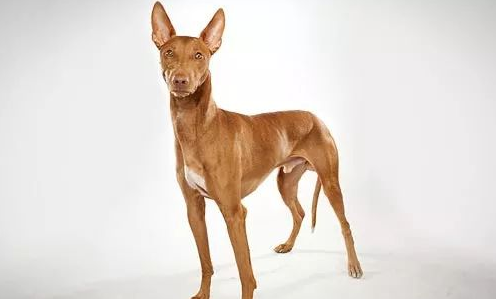 法老王猎犬体味程度 该犬体味较轻 法老王猎犬体味程度 该犬体味较轻