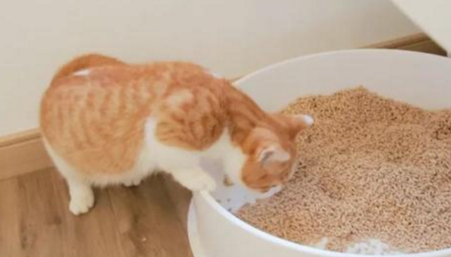 幼猫怎么才能让他拉到猫砂里