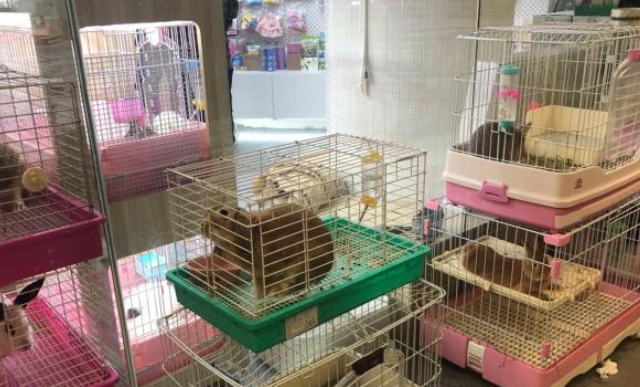 “宠物民宿”成新风,“猫房间”价格赶上“人宾馆” “宠物民宿”成新风,“猫房间”价格赶上“人宾馆”