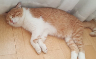 小猫怕热吗