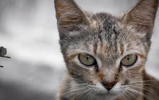 野猫怎么消灭
