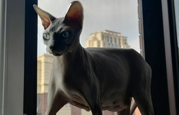 史上最恐怖的猫 史上最恐怖的猫