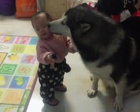 让阿拉斯加帮忙带孩子,过一会儿主人一看:晚上必须给你加大鸡腿 让阿拉斯加帮忙带孩子,过一会儿主人一看:晚上必须给你加大鸡腿