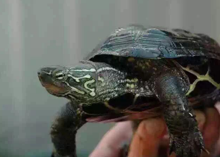 三种人不宜吃乌龟 三种人不宜吃乌龟