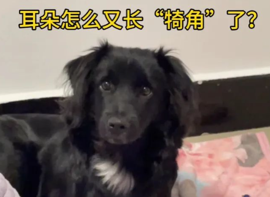 妹子捡到15种基因混血的小黑狗，每月变一个样？网友震惊：家狗们玩挺大啊！