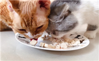 小猫生完宝宝吃什么食物好