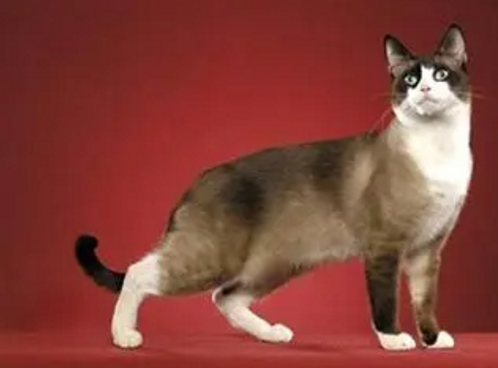 雪鞋猫如何鉴定