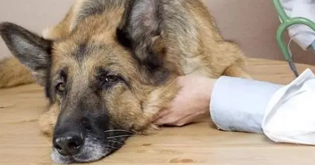 细小快死的征兆 细小快死的征兆