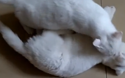 猫妈要生二胎,拖着它的大儿子去看,大喵:妈我不要面子的吗 猫妈要生二胎,拖着它的大儿子去看,大喵:妈我不要面子的吗