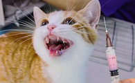 幼猫狂犬病潜伏期
