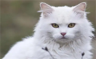 眼睛橙色的猫是什么品种