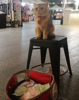 赚钱最容易的“生物”，猫咪坐在街头发呆，就有人给钱