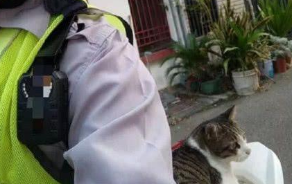 警车被猫咪霸占了，警察蜀黍怎么赶都赶不走，最后……