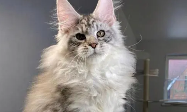 纯种缅因猫图片大概多少钱