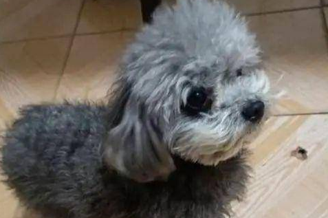爱犬被父亲强行送走，7年后再领养老狗，芯片信息让人泪目了 