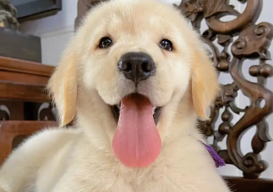 金毛幼犬两个月大，如何喂养？这些小技巧让你的狗狗健康、快乐！
